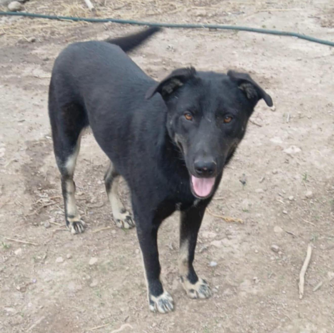 Enlarge Ved, a Adoptable mixed breed in East Dundee , IL image 1/1