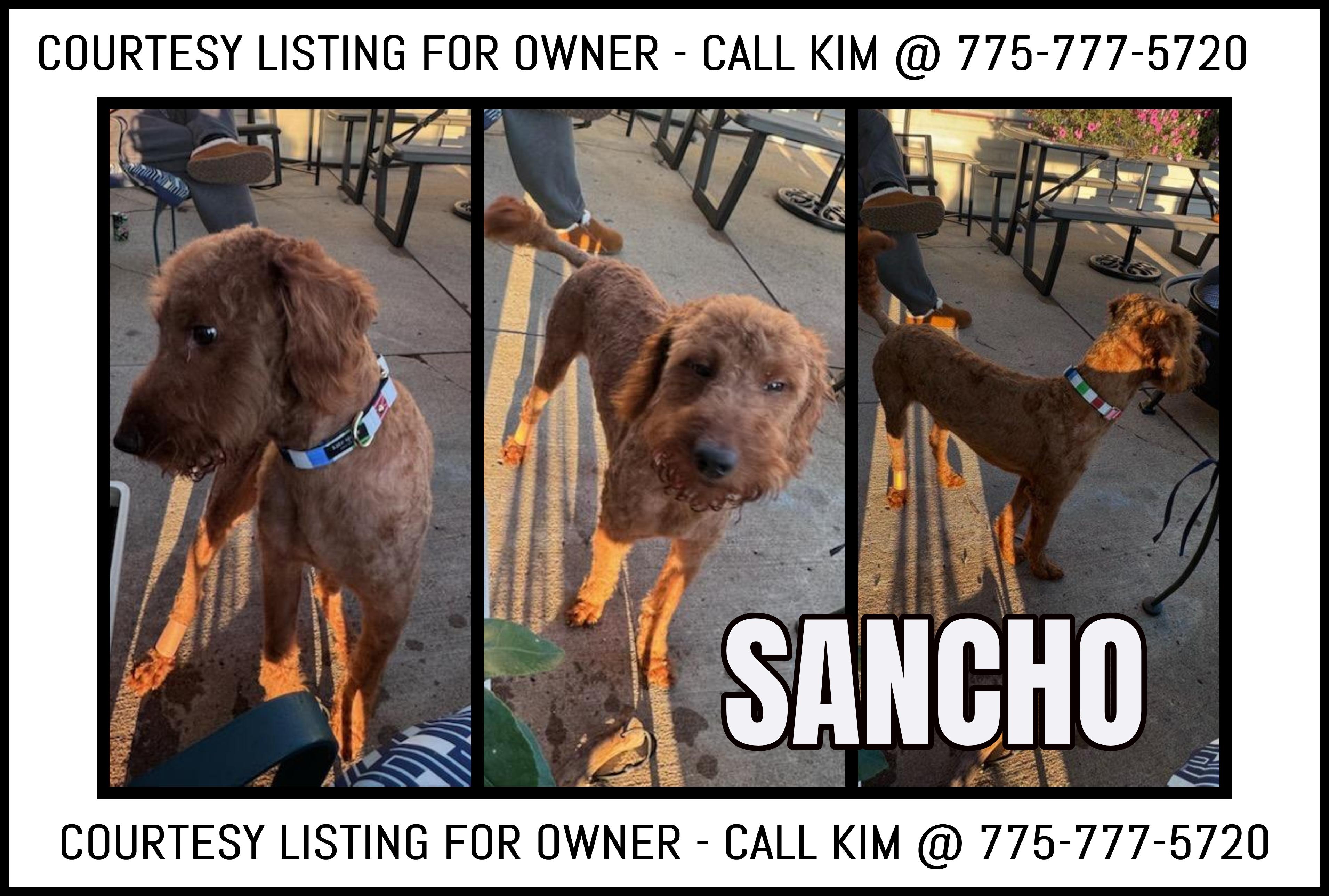 Sancho - COURTESY LISTING FOR OWNER, Young Male Goldendoodle