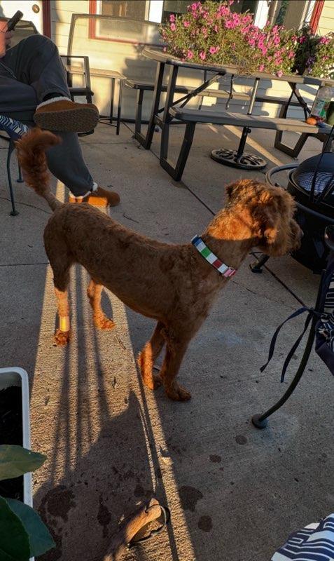 Enlarge Sancho - COURTESY LISTING FOR OWNER, a Adoptable Goldendoodle in Valley City, ND image 2/4