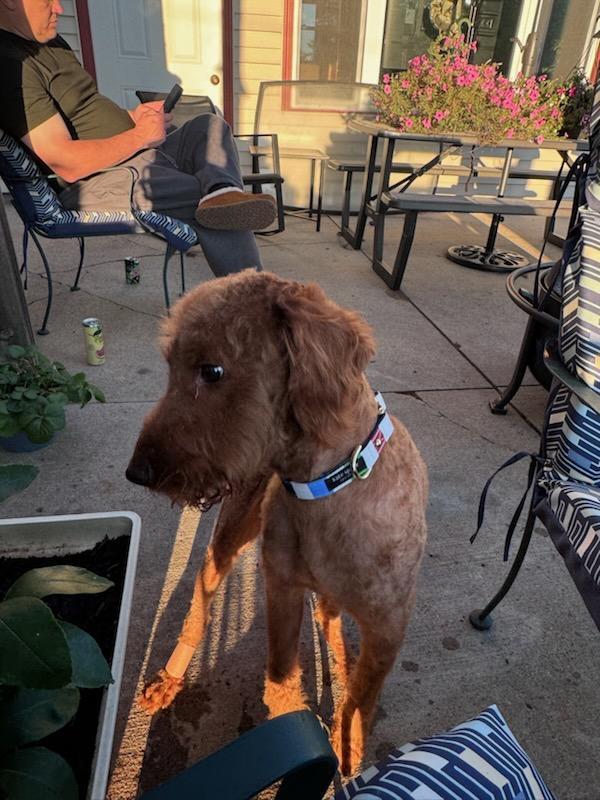 Enlarge Sancho - COURTESY LISTING FOR OWNER, a Adoptable Goldendoodle in Valley City, ND image 3/4