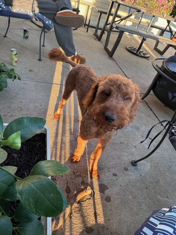 Enlarge Sancho - COURTESY LISTING FOR OWNER, a Adoptable Goldendoodle in Valley City, ND image 4/4