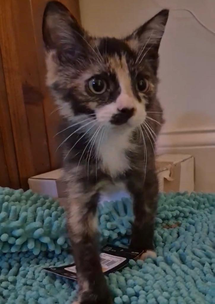 Churrio, Adoptable, Kitten Female American Shorthair.