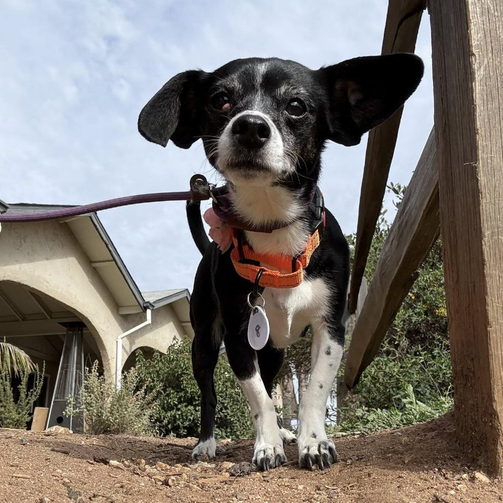 Lucy Leftovers — thumbnail 5