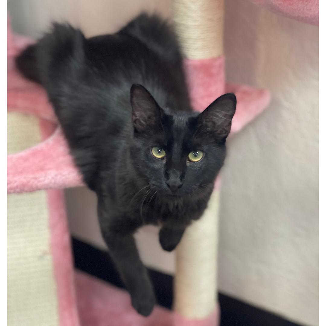 Enlarge Bentley, a Adoptable mixed breed in Morgan Hill, CA image 1/6