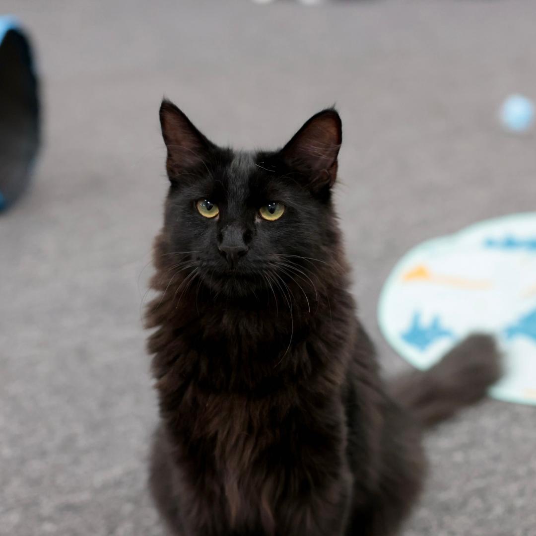 Enlarge Bentley, a Adoptable mixed breed in Morgan Hill, CA image 5/6