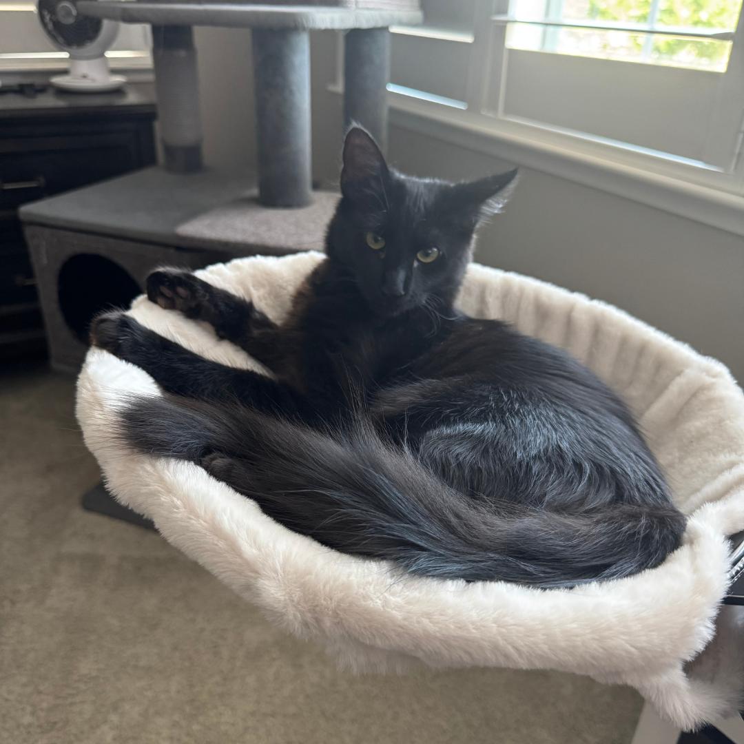 Enlarge Bentley, a Adoptable mixed breed in Morgan Hill, CA image 3/6