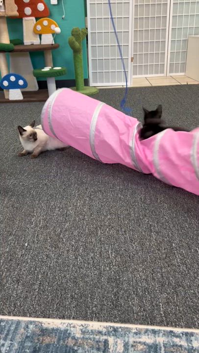 Enlarge Bentley, a Adoptable mixed breed in Morgan Hill, CA video 6/6