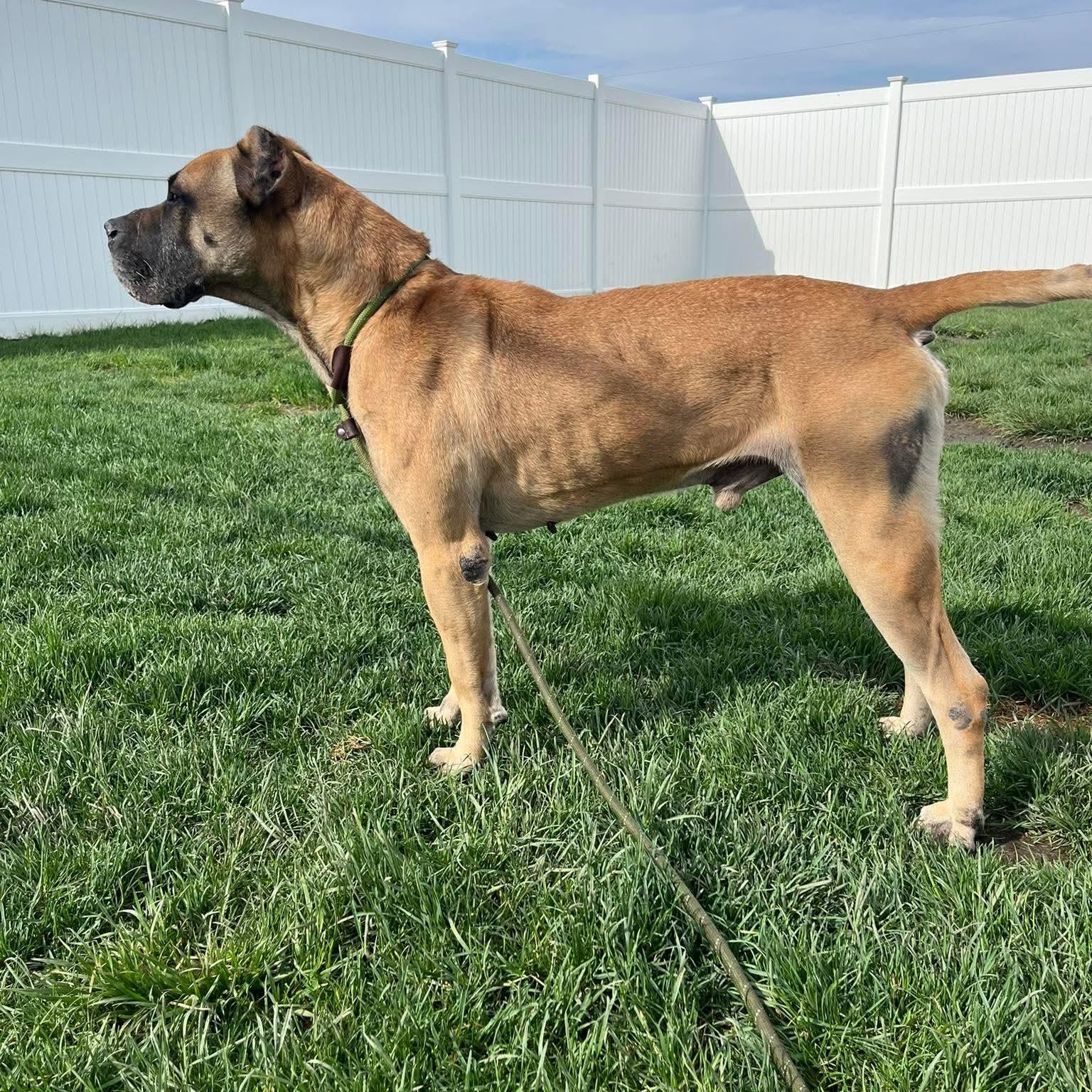 Enlarge Cabo, a ADOPTABLE mixed breed in Minooka, IL image 3/3