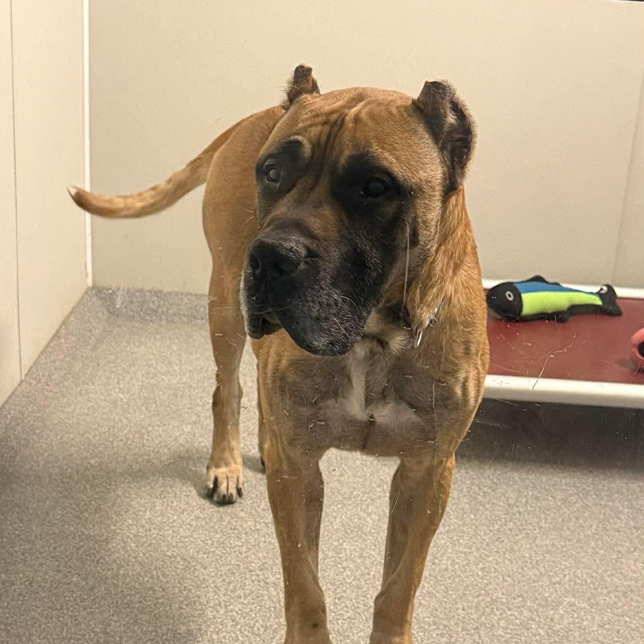 Enlarge Cabo, a ADOPTABLE mixed breed in Minooka, IL image 2/3