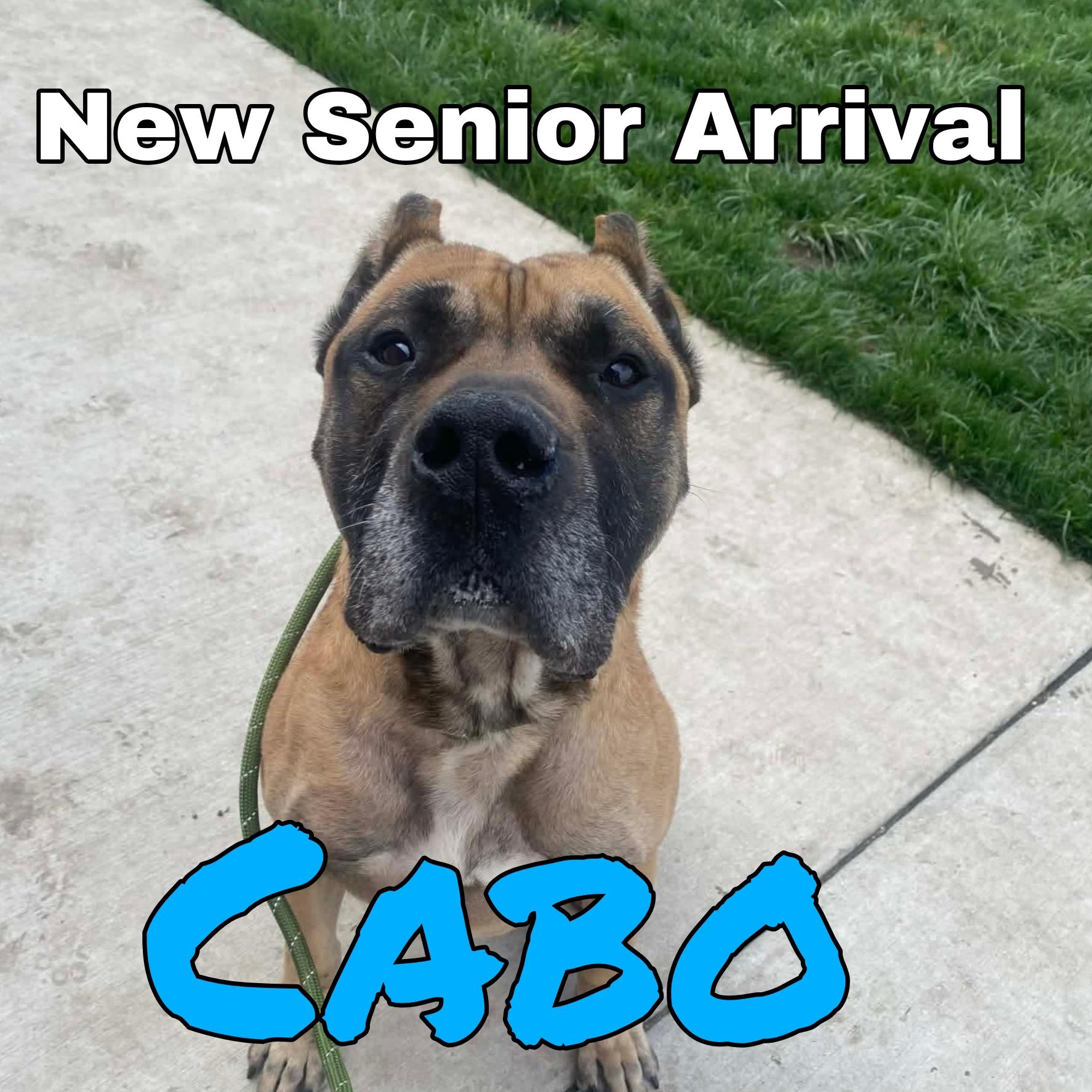 Cabo, ADOPTABLE, Senior Male Presa Canario & Mastiff.