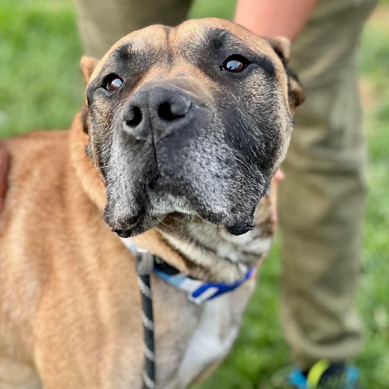 Cabo, ADOPTABLE, Senior Male Presa Canario & Mastiff.