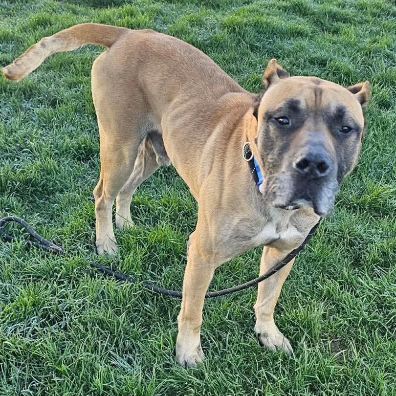 Enlarge Cabo, a ADOPTABLE mixed breed in Minooka, IL image 6/6
