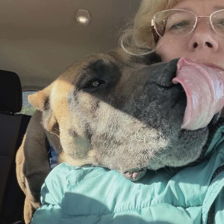 Enlarge Cabo, a ADOPTABLE mixed breed in Minooka, IL image 5/6