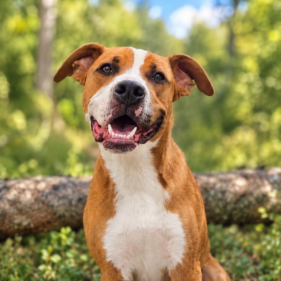 Enlarge Cosmo, a Adoptable Pit Bull Terrier in Cheyenne, WY image 1/3