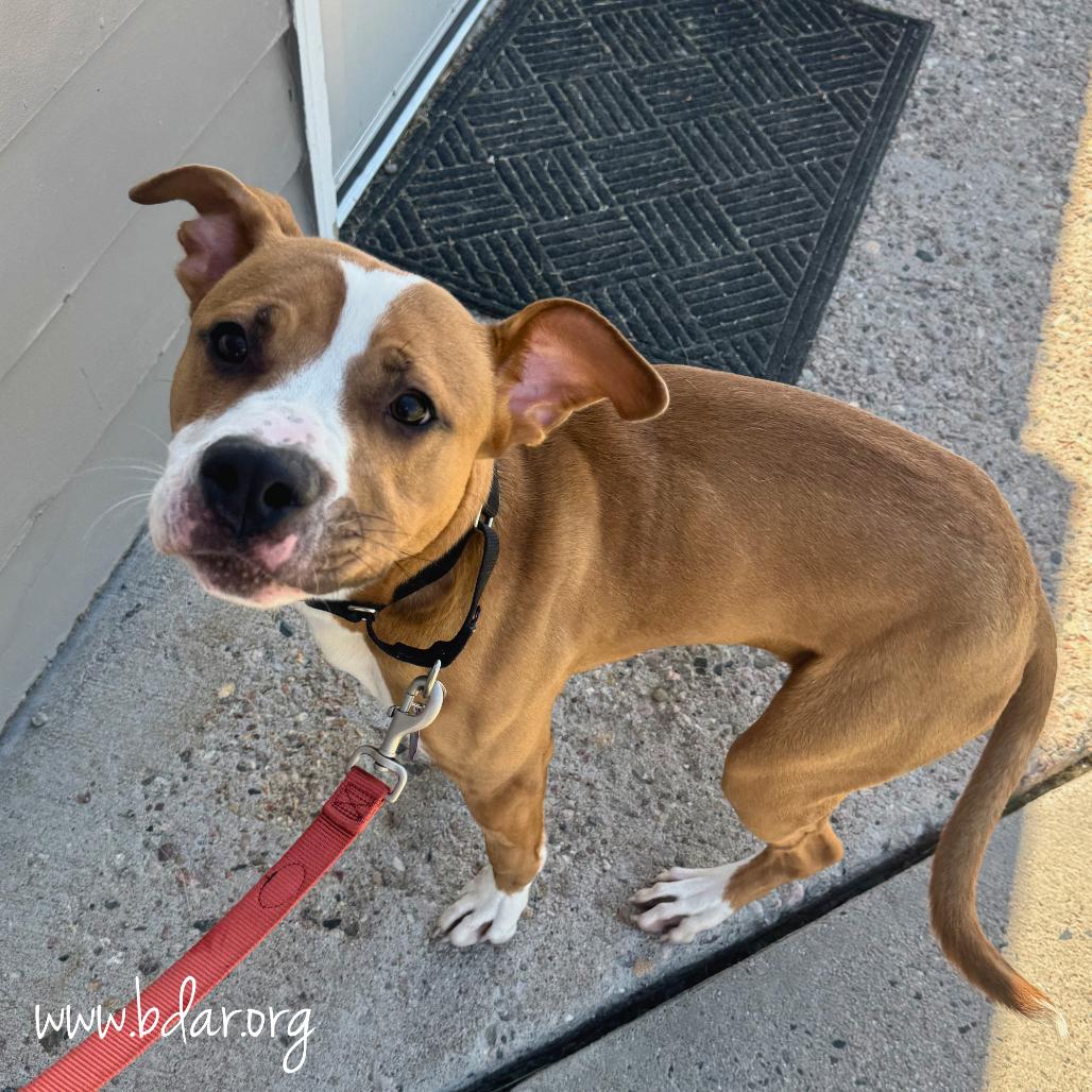 Cosmo, Adoptable, Young Male Pit Bull Terrier.