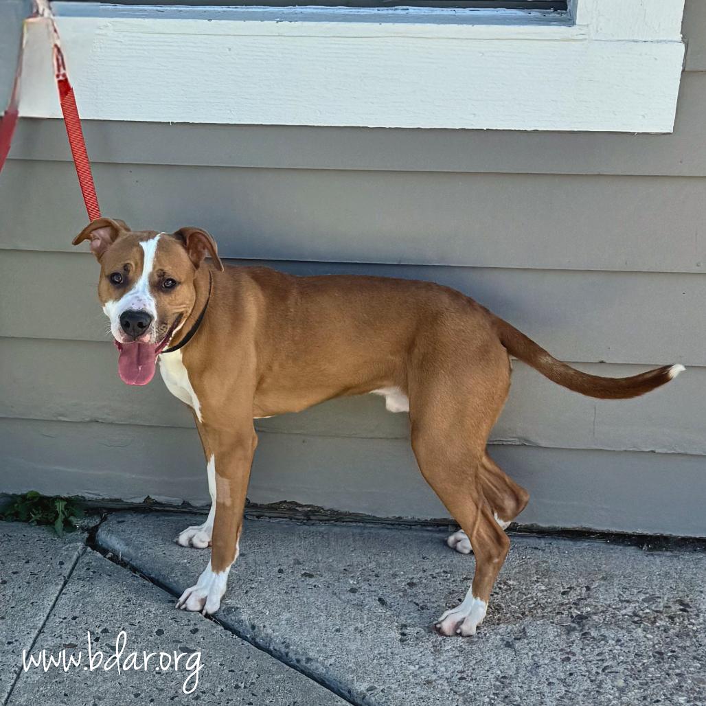 Enlarge Cosmo, a Adoptable Pit Bull Terrier in Cheyenne, WY image 2/2