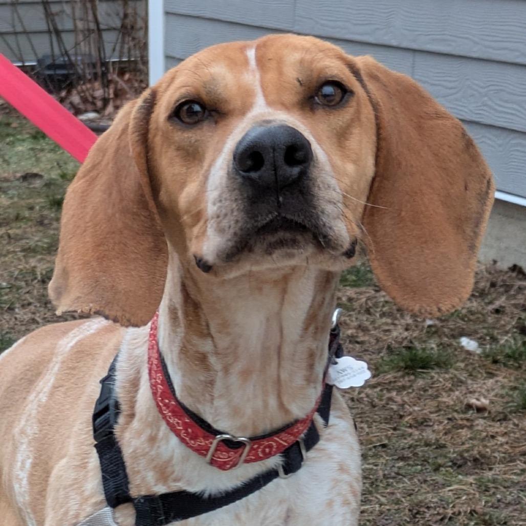 Enlarge Nitro *Avail by Appt*, a Adoptable Coonhound in Kennebunk, ME image 3/6