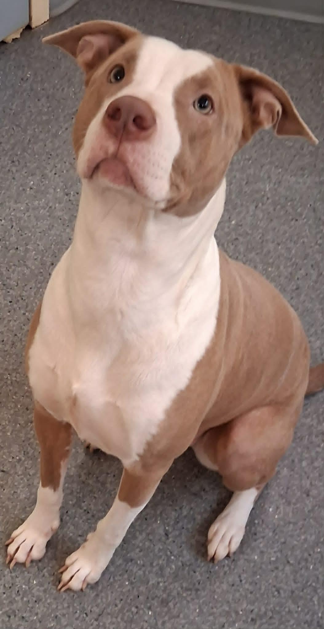 Enlarge Honey, a Adoptable Pit Bull Terrier in Covington, VA image 1/1