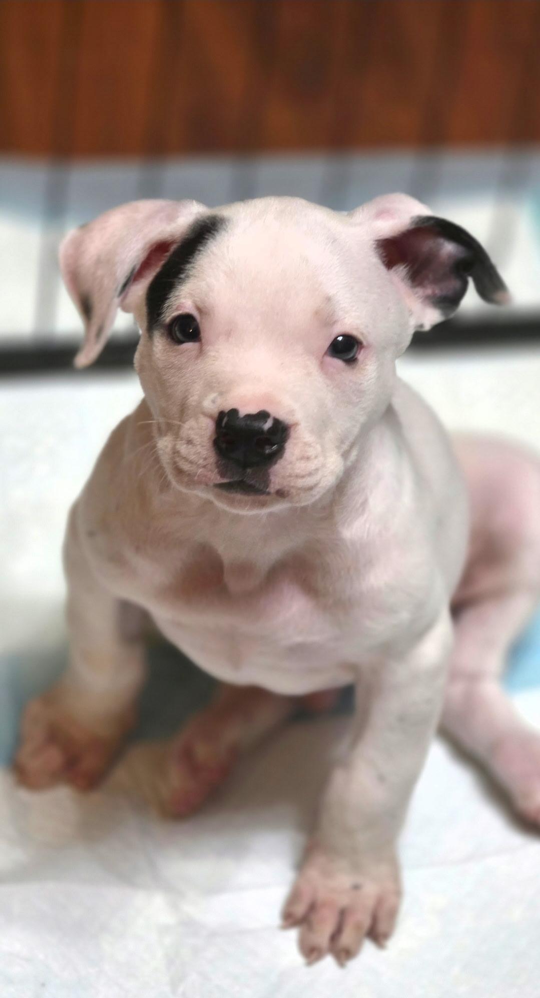 Pete, a Adoptable mixed breed in New London, CT image 1/4