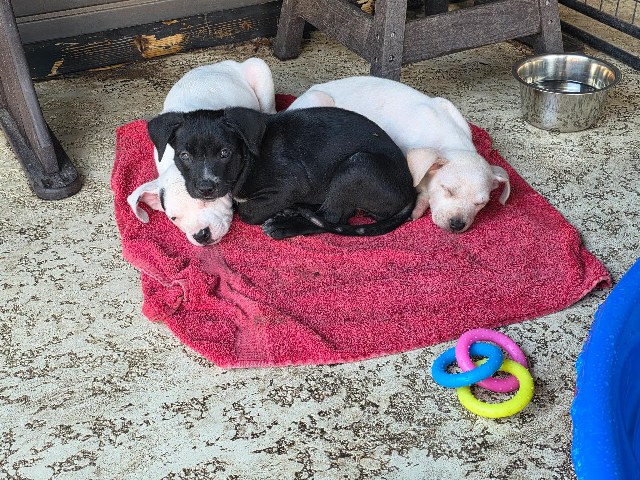 Pete, a Adoptable mixed breed in New London, CT image 4/4
