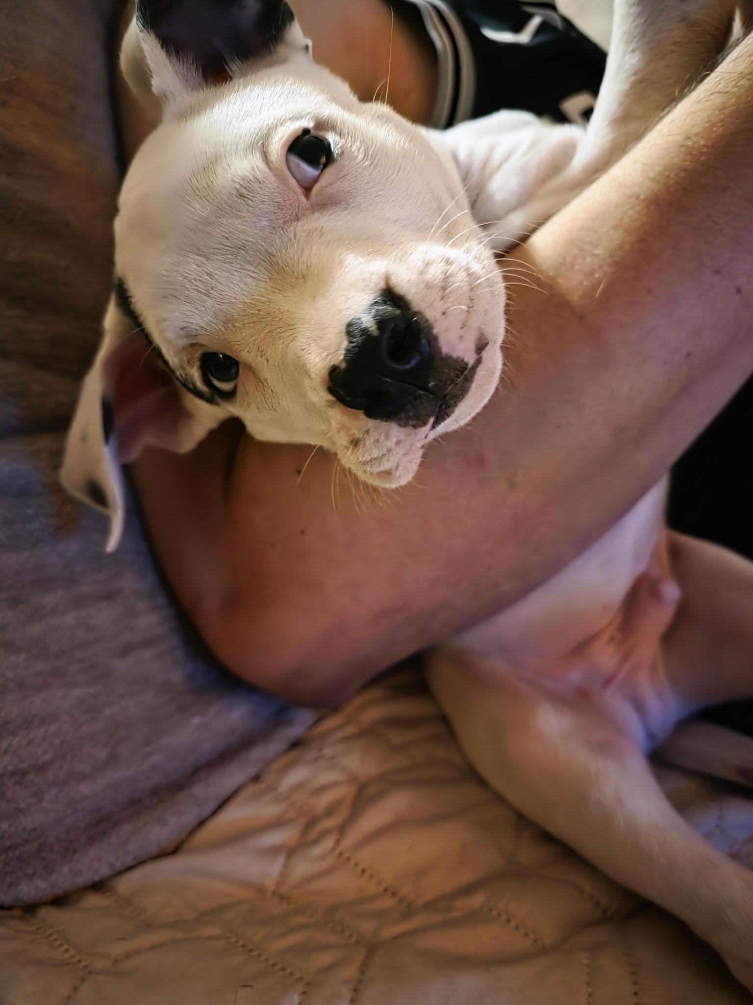 Pete, a Adoptable mixed breed in New London, CT image 2/4