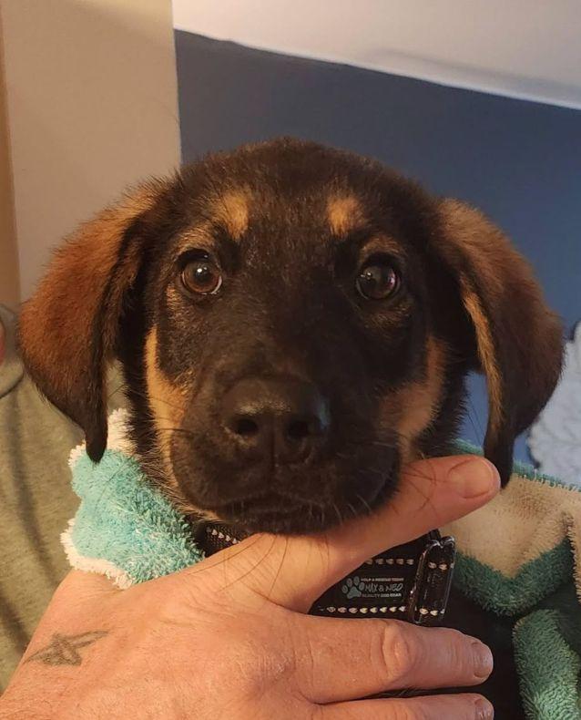 Gideon, adoptable, Young Male Shepherd.