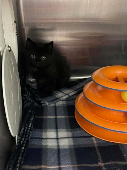 Wynette, Adoptable, Adult Female Domestic Short Hair & Domestic Short Hair.