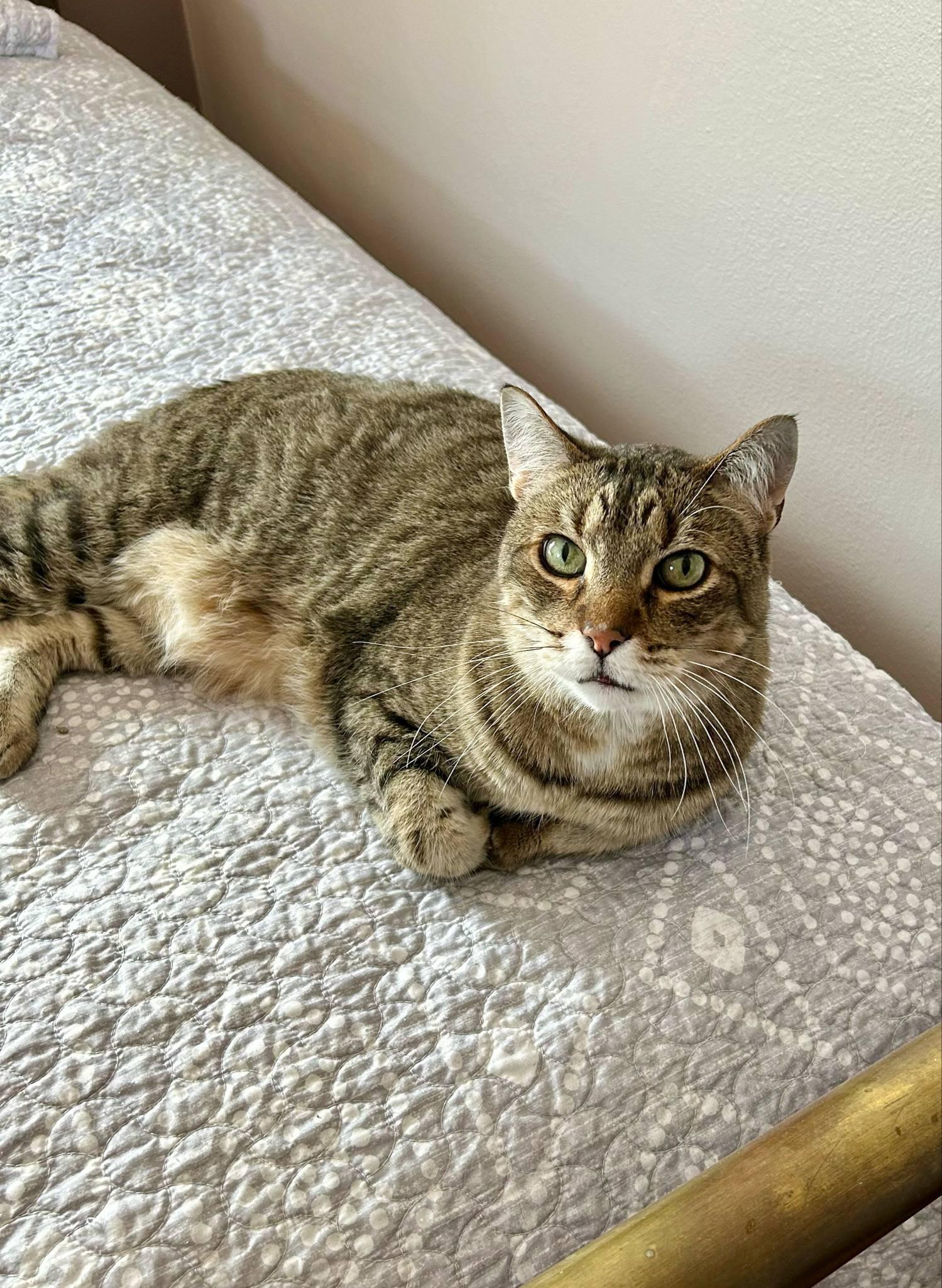 Enlarge Tigerstripe, a Adoptable Domestic Short Hair in Blaine, MN image 1/1