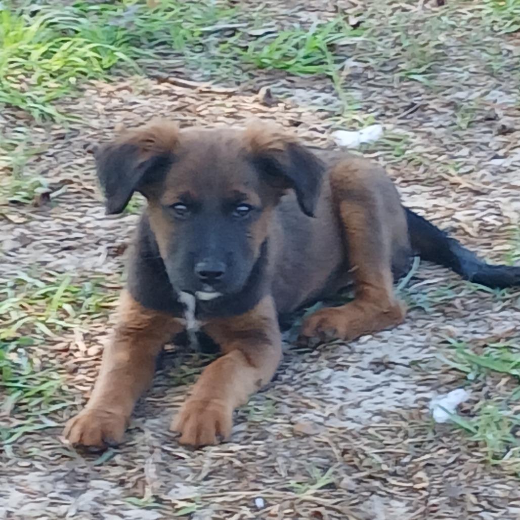 Zora 2, Adoptable, Puppy Female Mixed Breed.