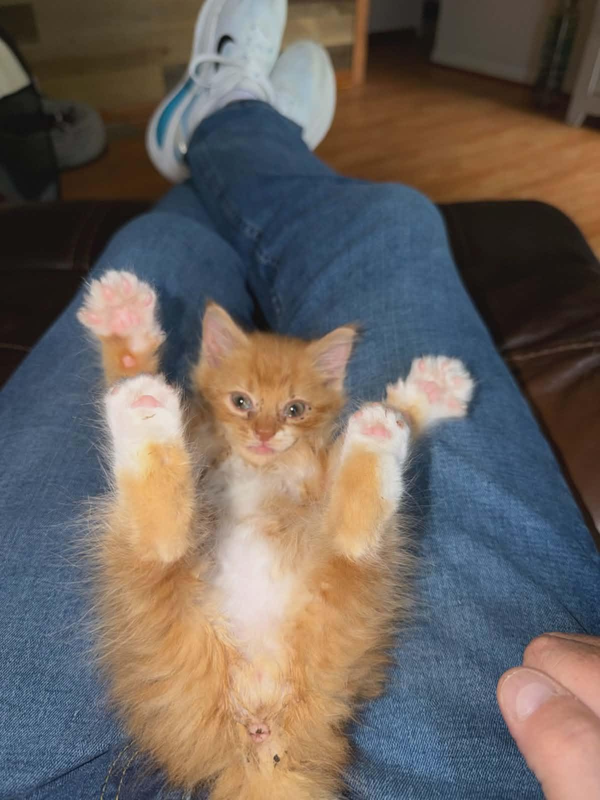 Master Nick Splinter, Adopted, Young Male Domestic Medium Hair.