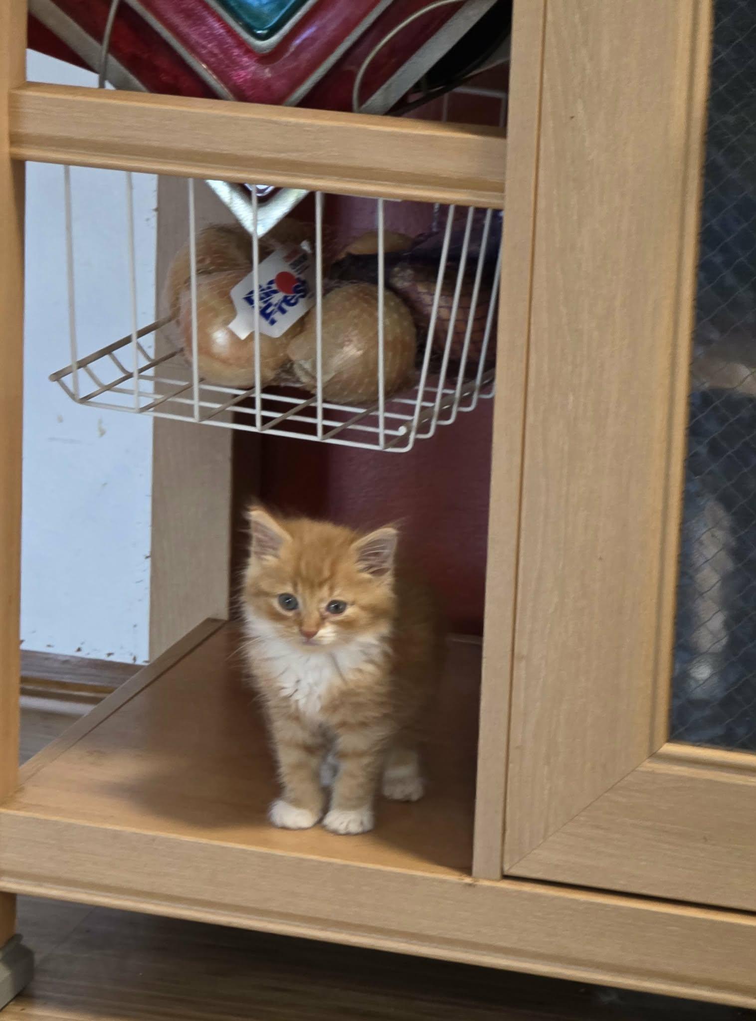 Enlarge Master Nick Splinter, a Adopted Domestic Medium Hair in Camden, SC image 2/2