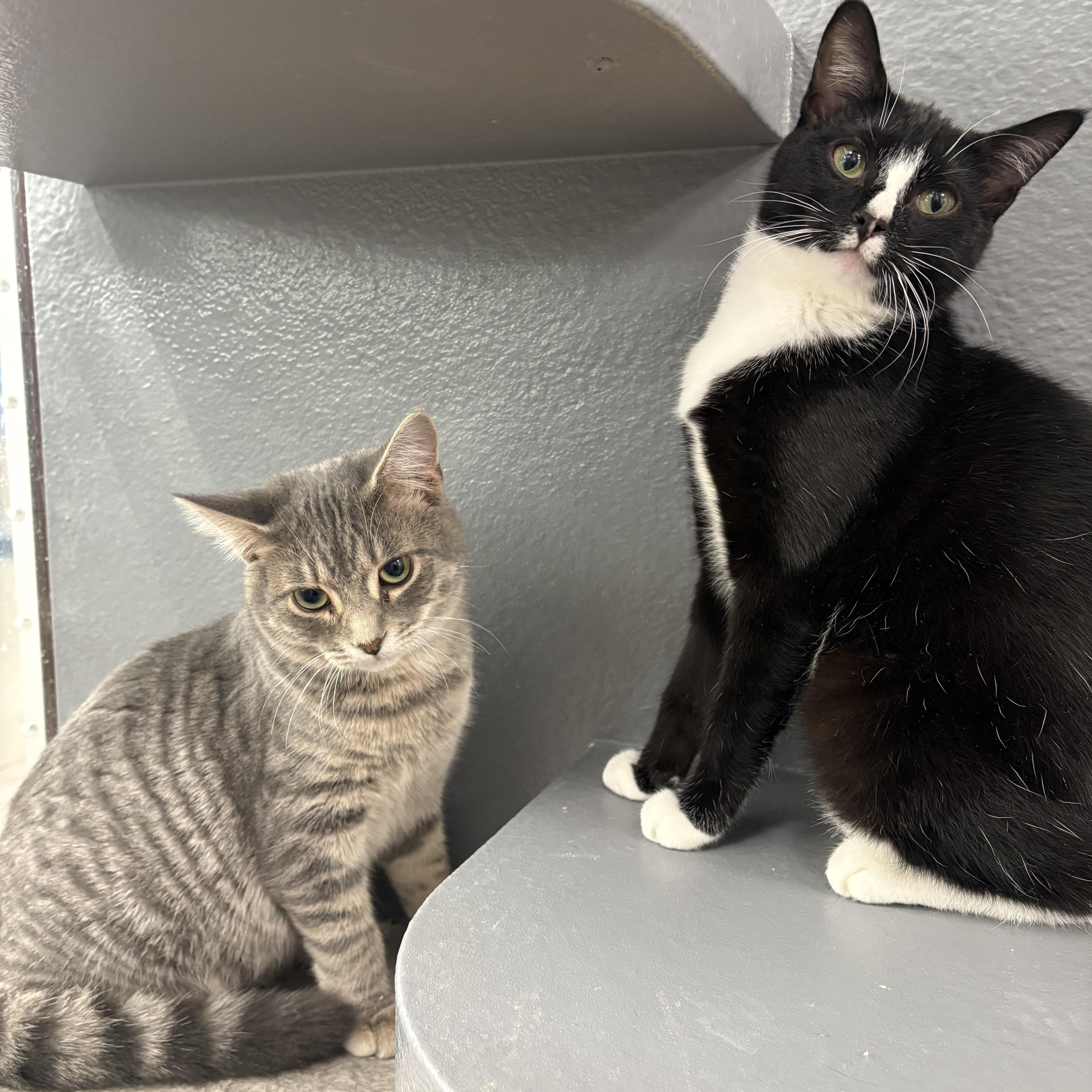 Enlarge Carter, an adopted Domestic Short Hair in Fredericton, NB image 2/4