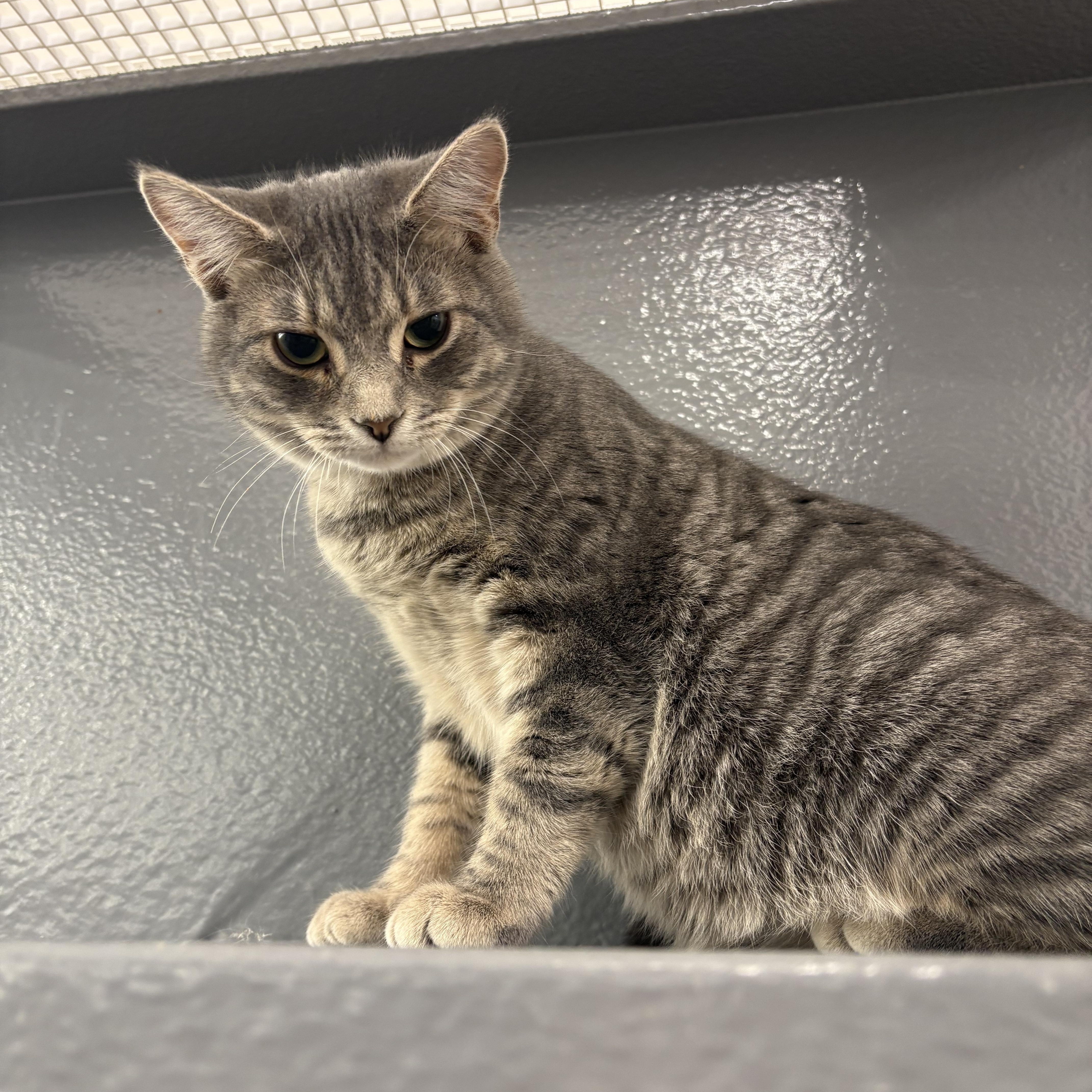 Enlarge Carter, an adopted Domestic Short Hair in Fredericton, NB image 4/4