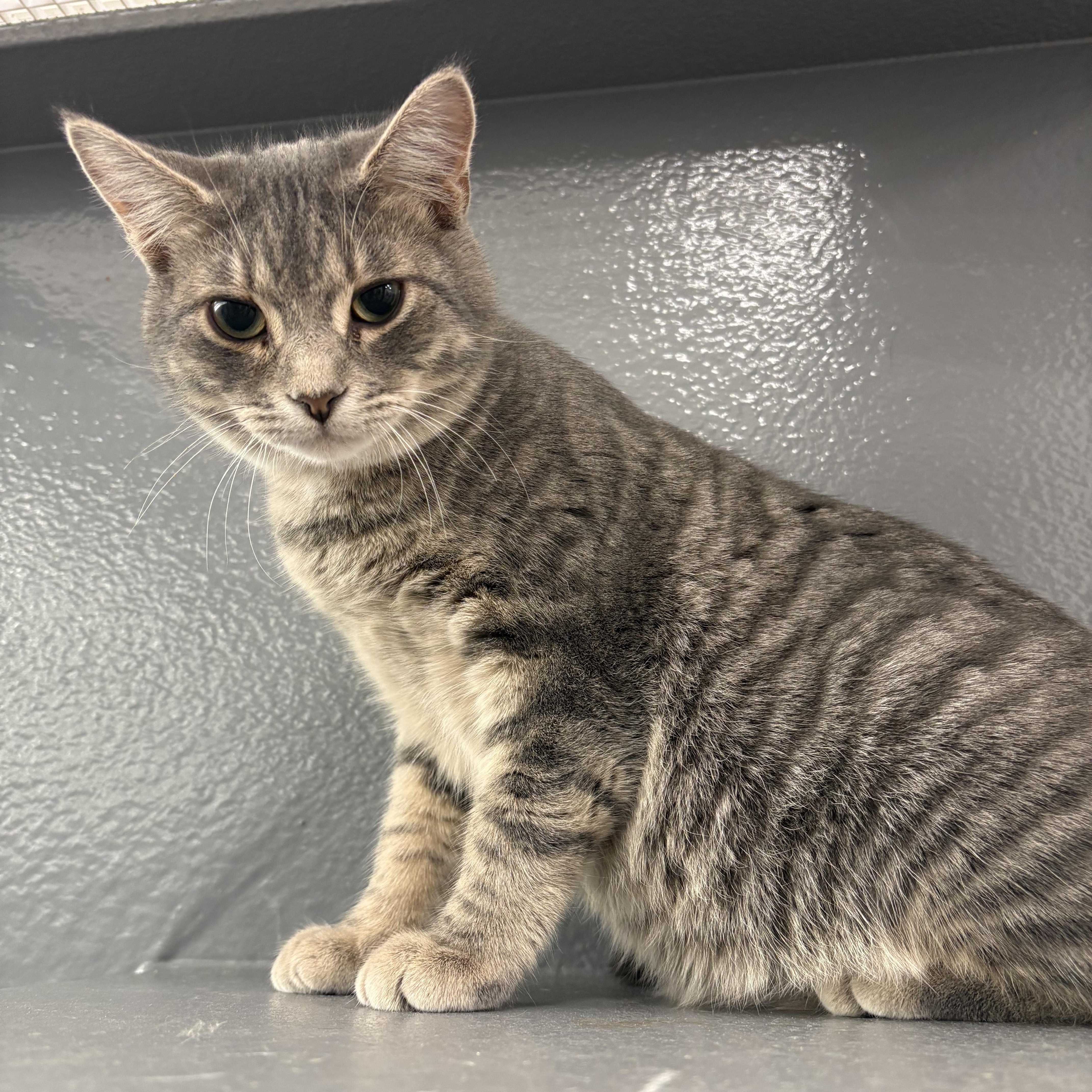 Carter, adopted, Young Male Domestic Short Hair.