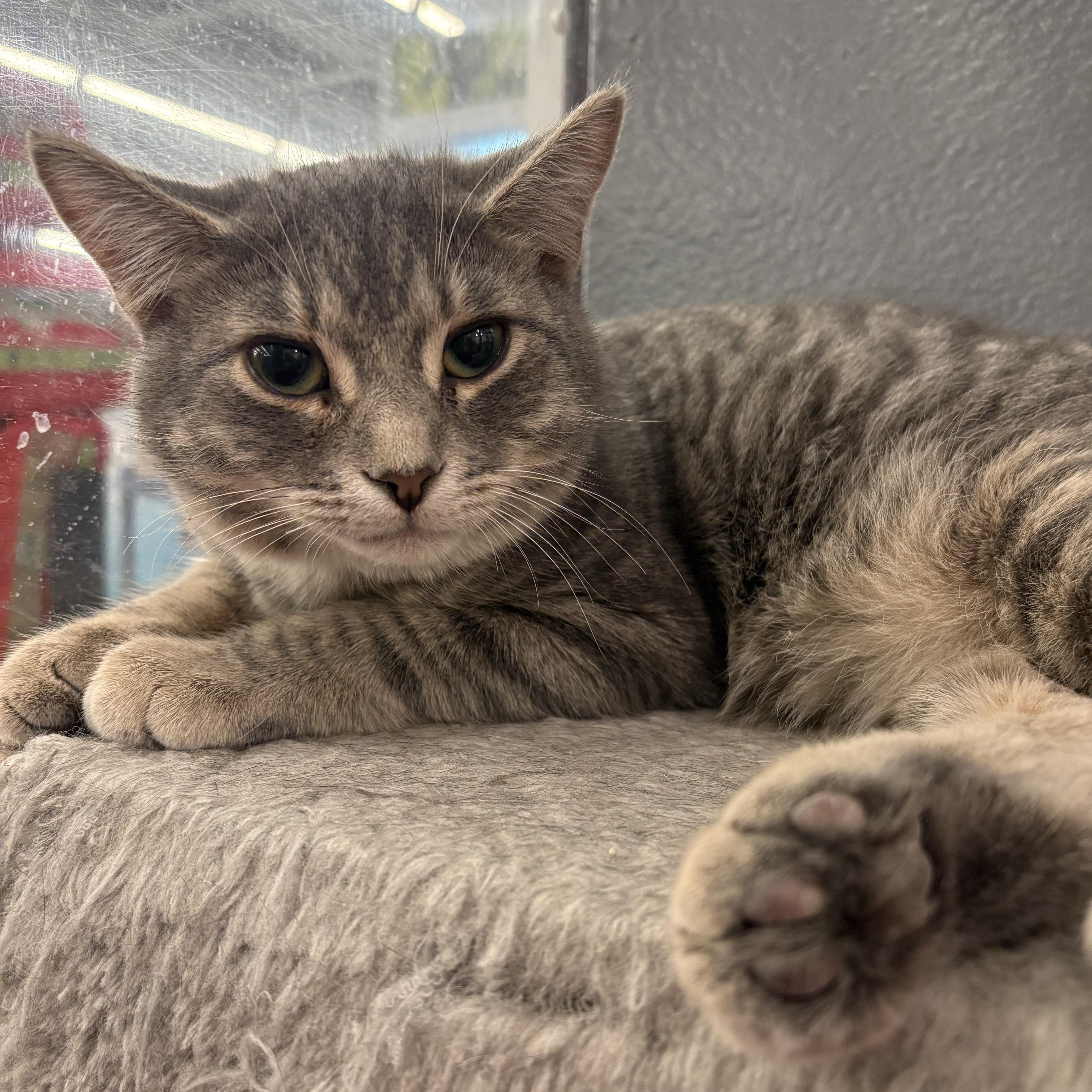 Enlarge Carter, an adopted Domestic Short Hair in Fredericton, NB image 3/4