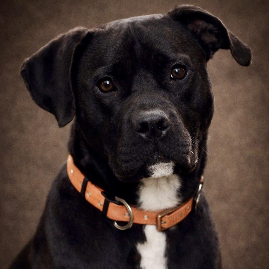 Babe Ruth, adopted, Adult Male American Bulldog & Boxer.