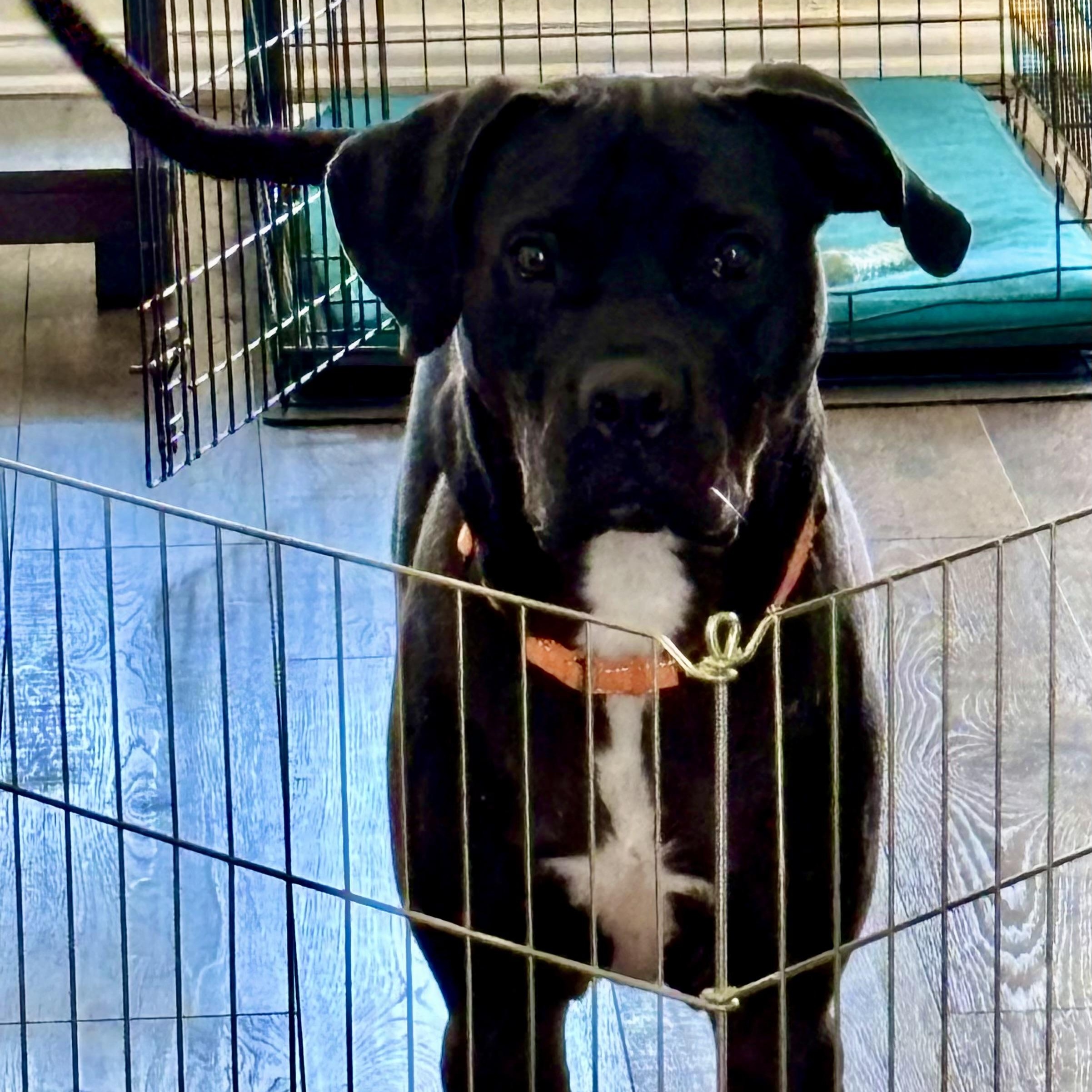 Babe Ruth, an adopted mixed breed in Baytown, TX image 4/6