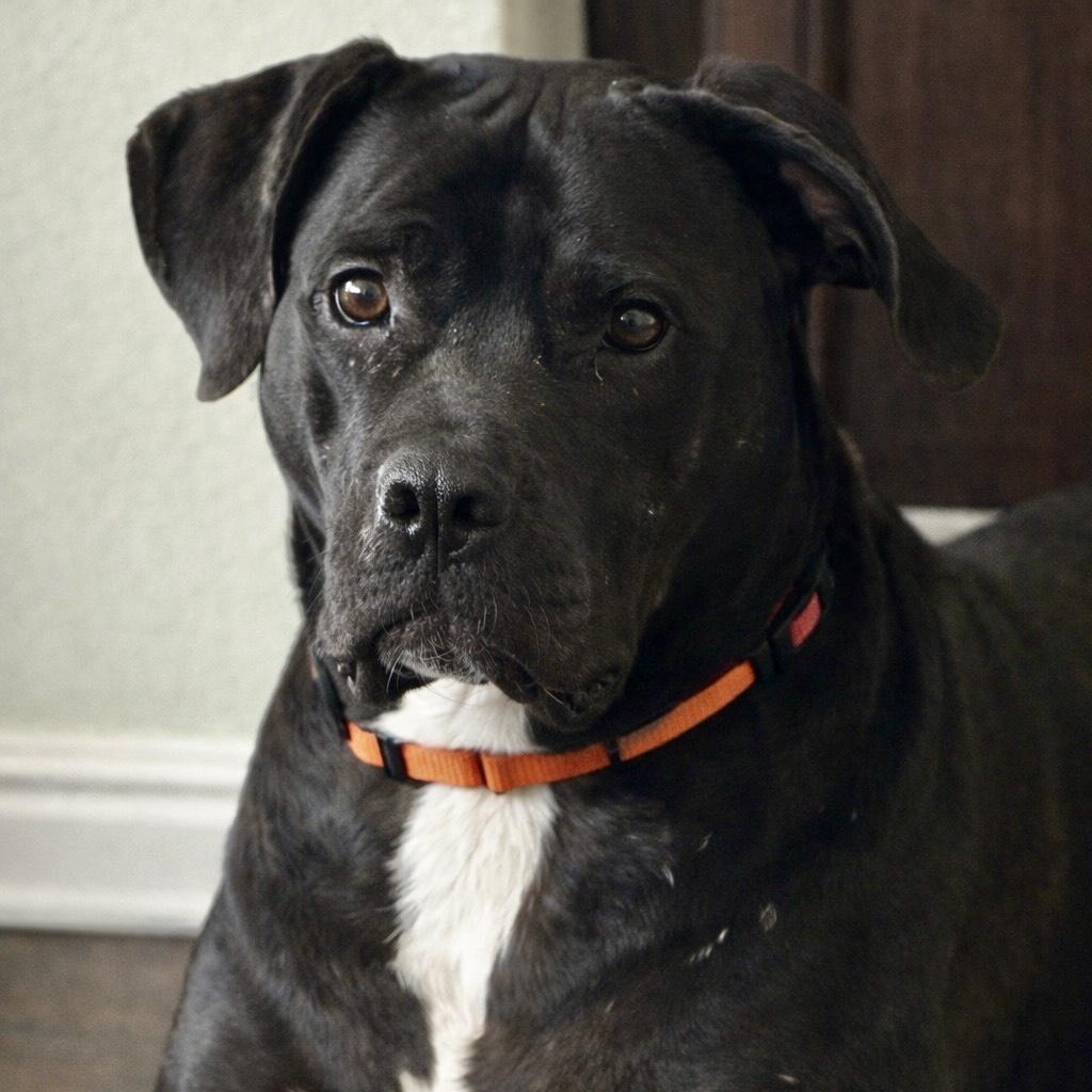 Babe Ruth, an adopted mixed breed in Baytown, TX image 3/6