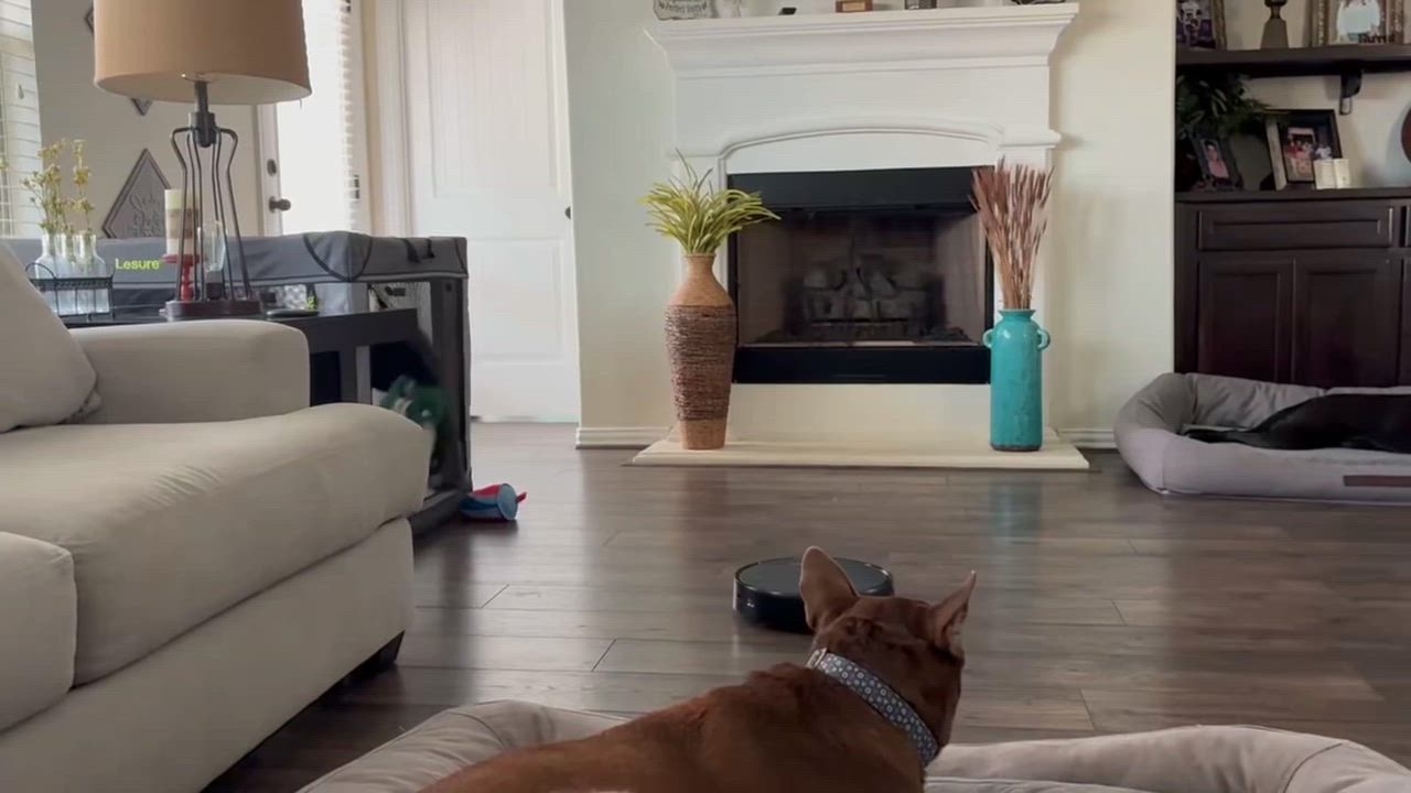 Enlarge Babe Ruth, an adopted mixed breed in Baytown, TX video 6/6