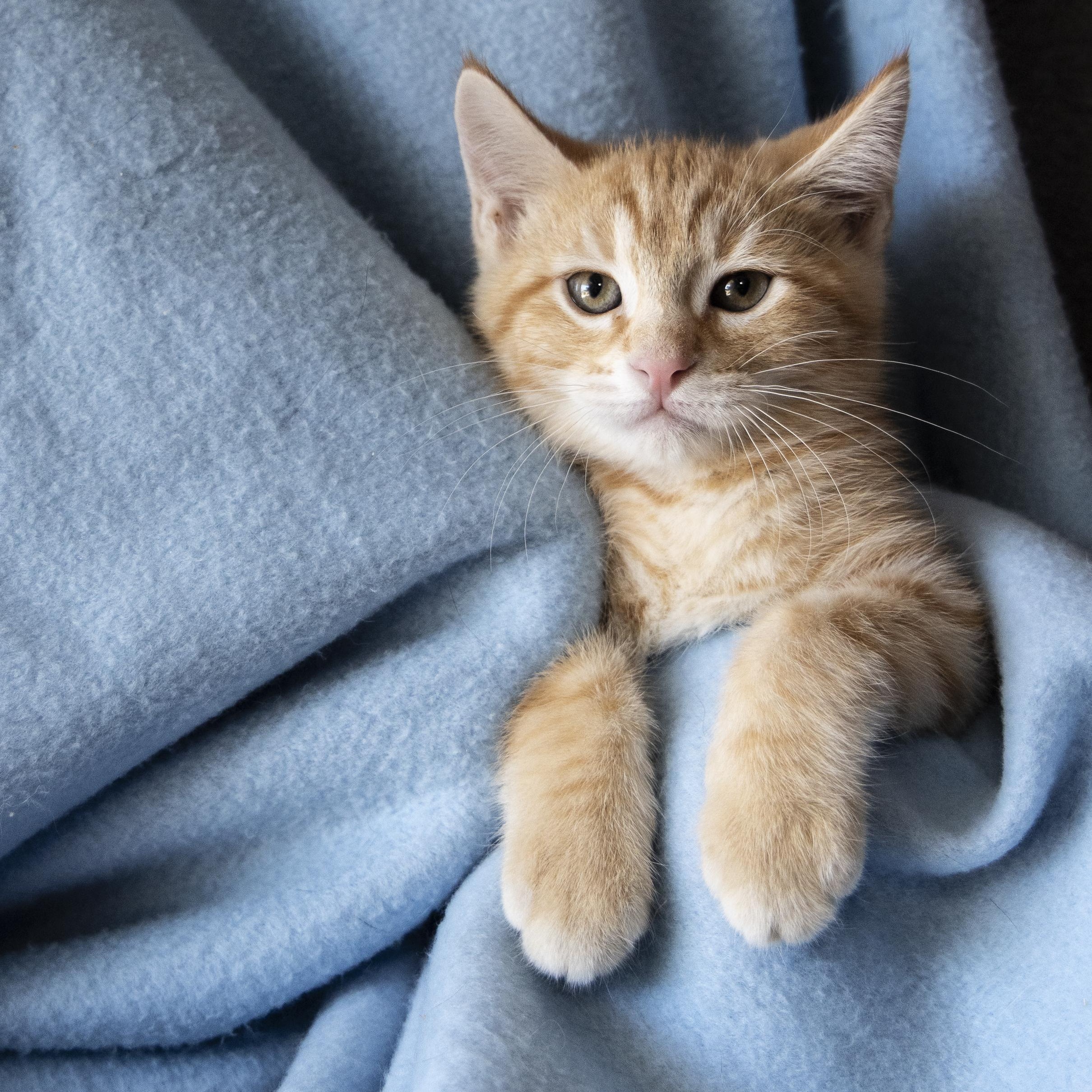 Linus, a ADOPTABLE Domestic Short Hair in SCOTTSDALE, AZ image 2/4