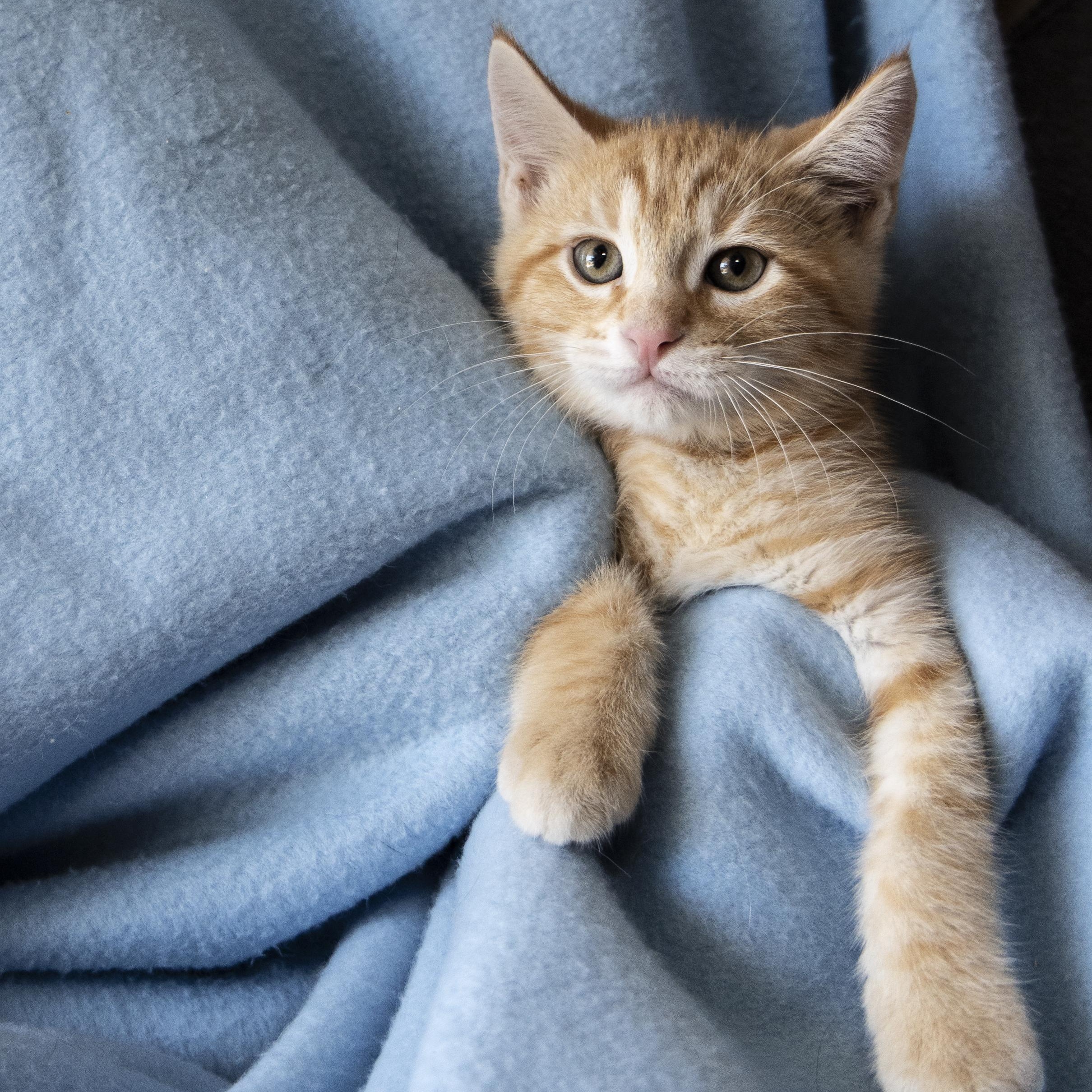 Linus, a ADOPTABLE Domestic Short Hair in SCOTTSDALE, AZ image 3/4