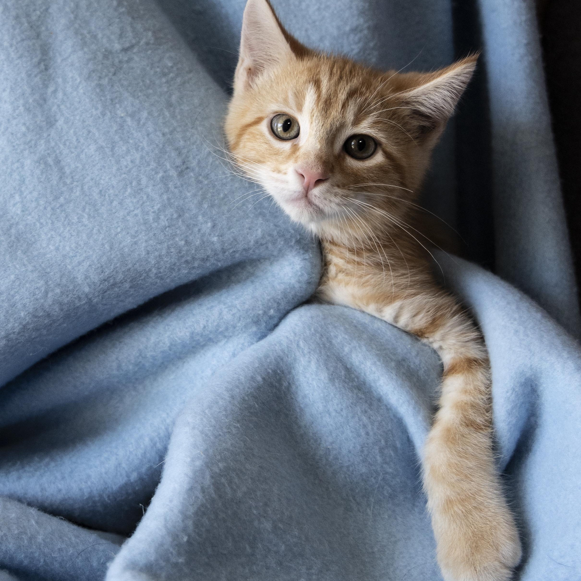 Linus, a ADOPTABLE Domestic Short Hair in SCOTTSDALE, AZ image 4/4