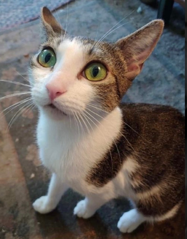 Enlarge Crystal, a Adoptable Domestic Short Hair in Covina , CA image 1/8