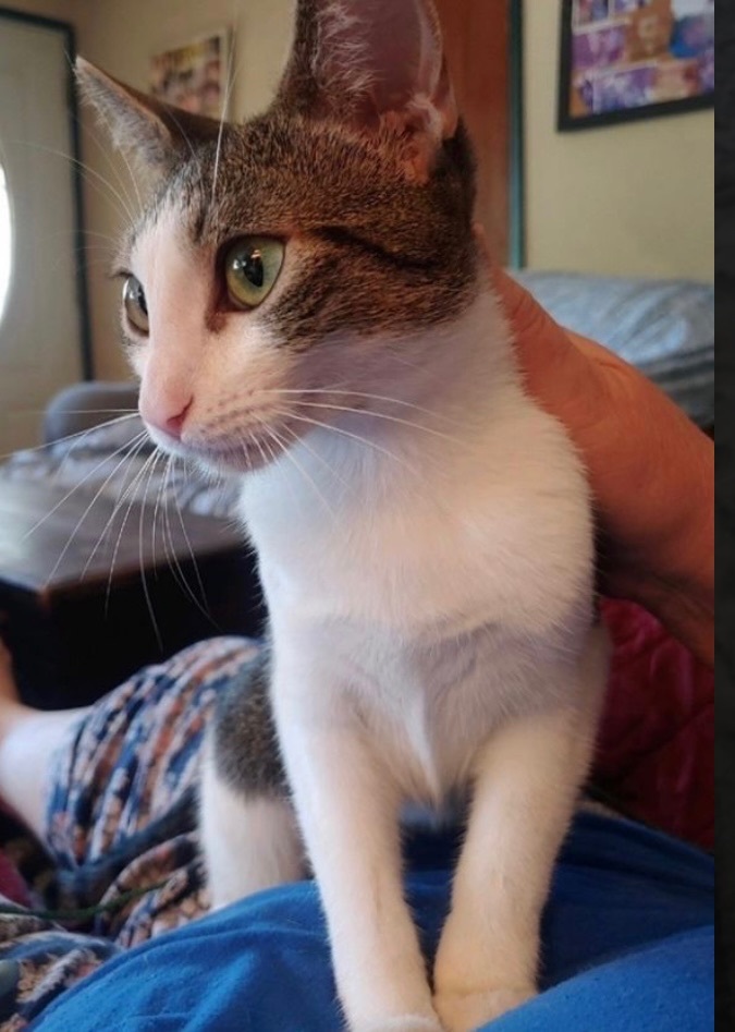 Enlarge Crystal, a Adoptable Domestic Short Hair in Covina , CA image 2/8