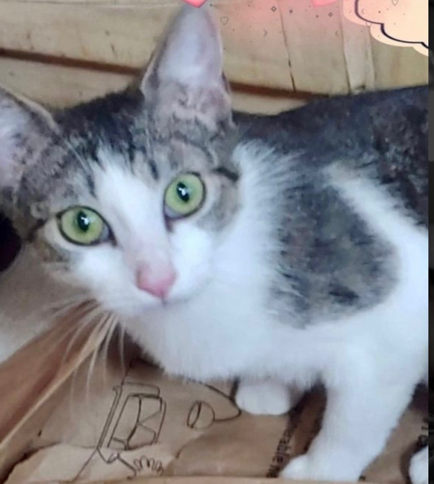 Enlarge Crystal, a Adoptable Domestic Short Hair in Covina , CA image 3/8