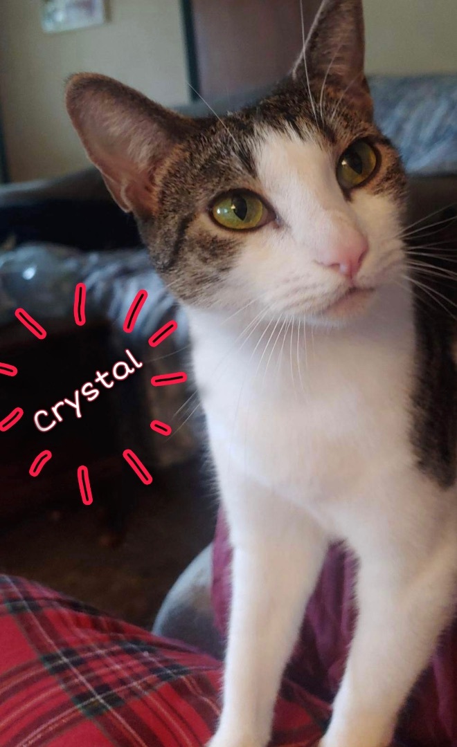 Enlarge Crystal, a Adoptable Domestic Short Hair in Covina , CA image 4/8