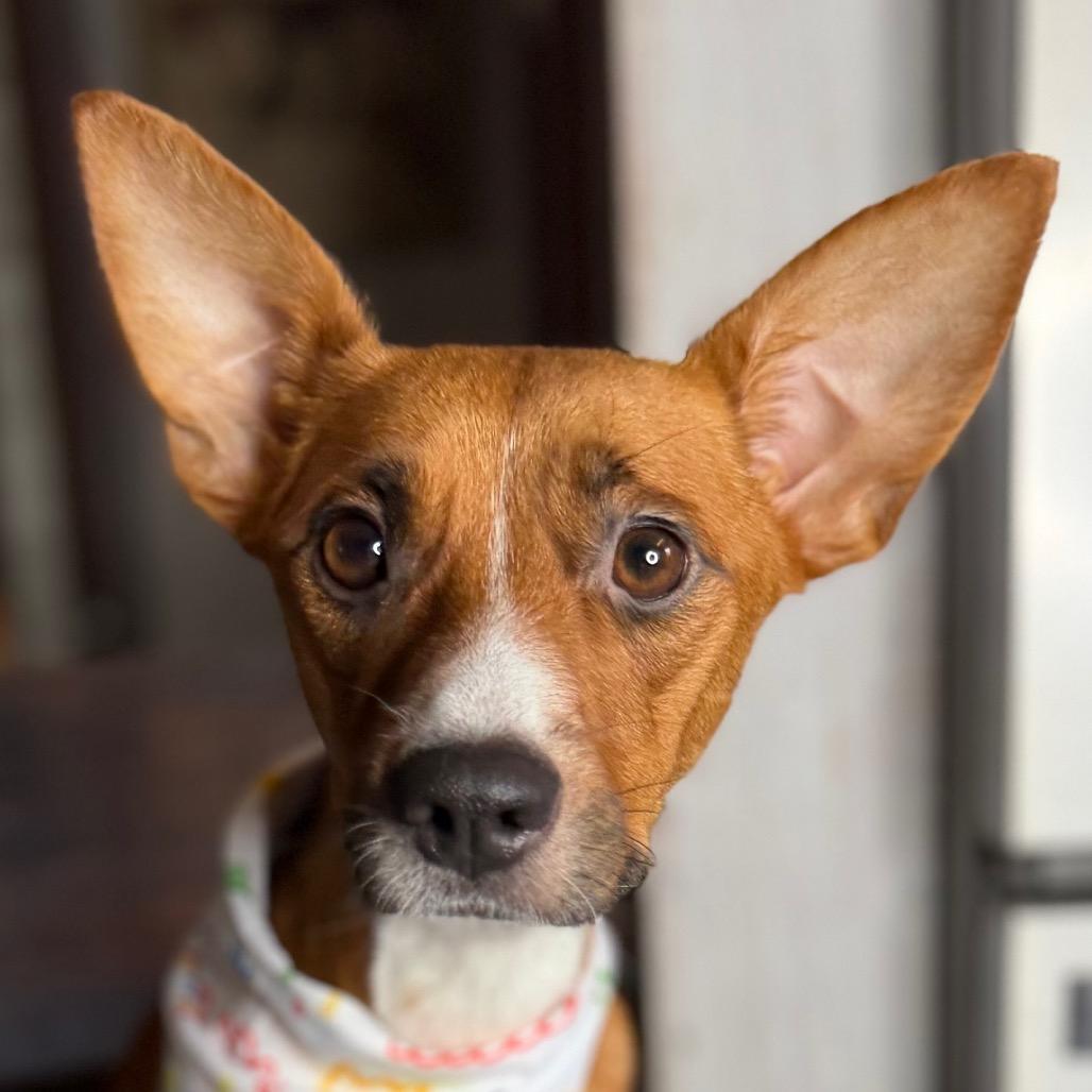 Peaches, Adoptable, Adult Female Rat Terrier & Mixed Breed.