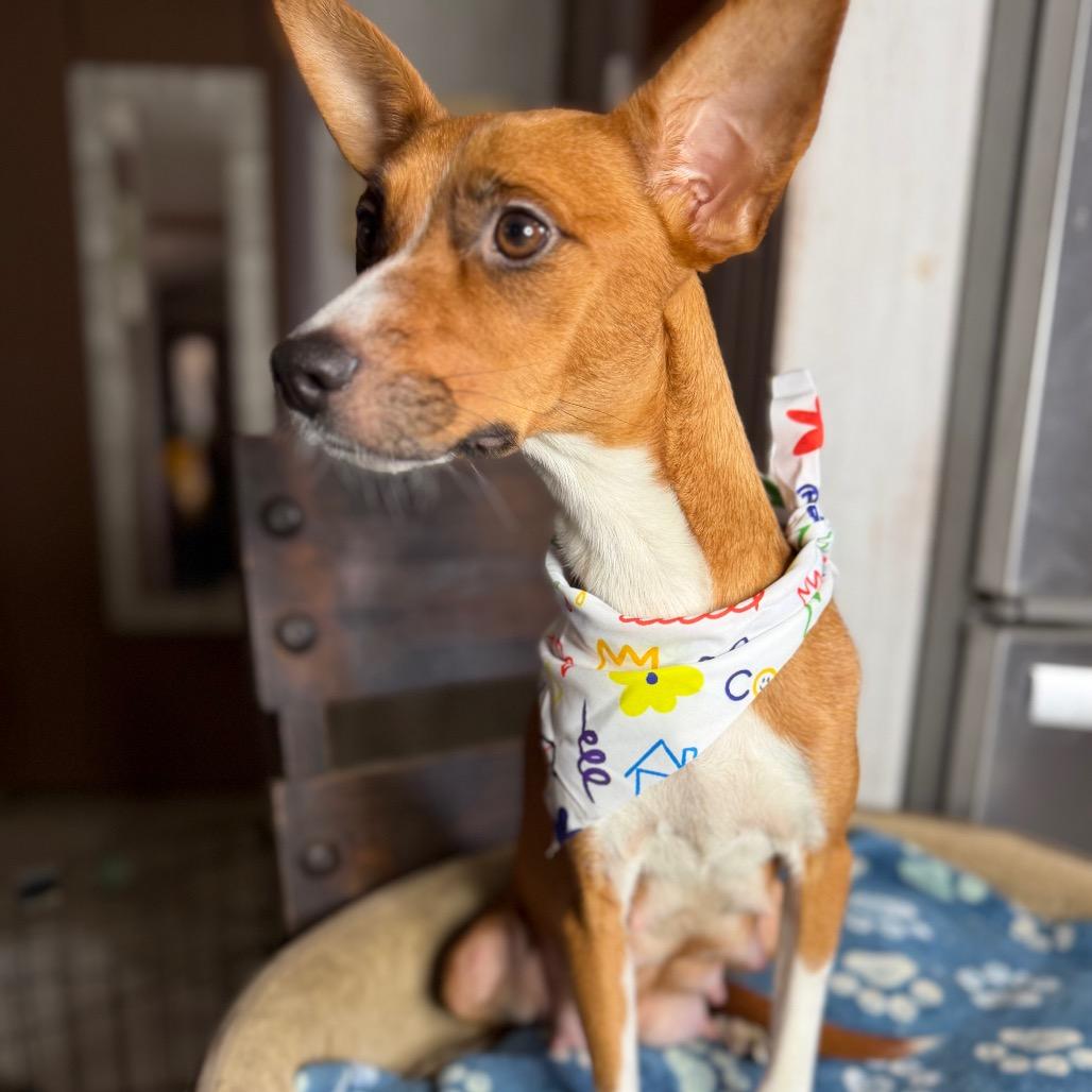 Enlarge Peaches, a Adoptable mixed breed in Aledo, TX image 2/6
