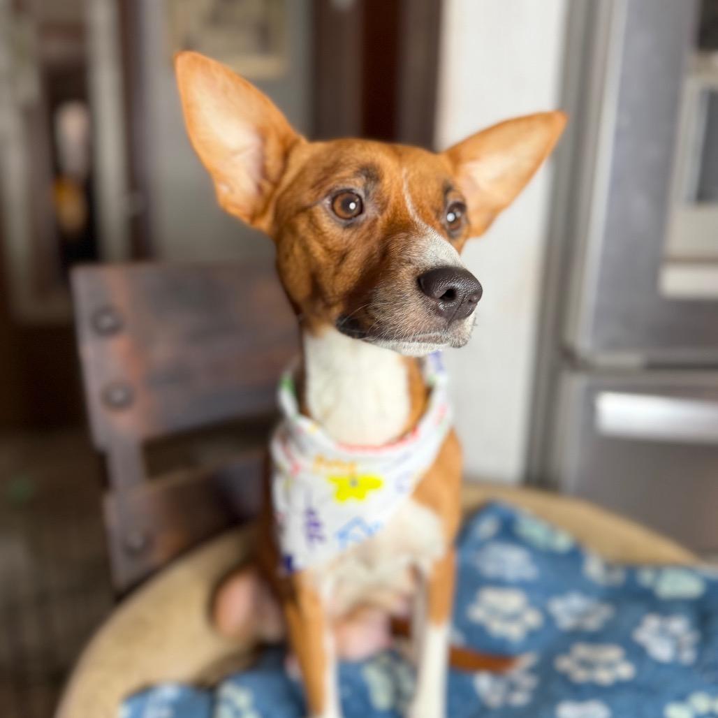 Enlarge Peaches, a Adoptable mixed breed in Aledo, TX image 3/6