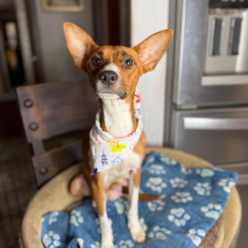 Enlarge Peaches, a Adoptable mixed breed in Aledo, TX image 4/6